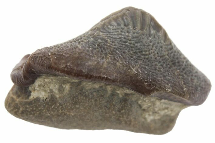 Fossil Crusher Shark (Ptychodus) Tooth - Kansas #211740